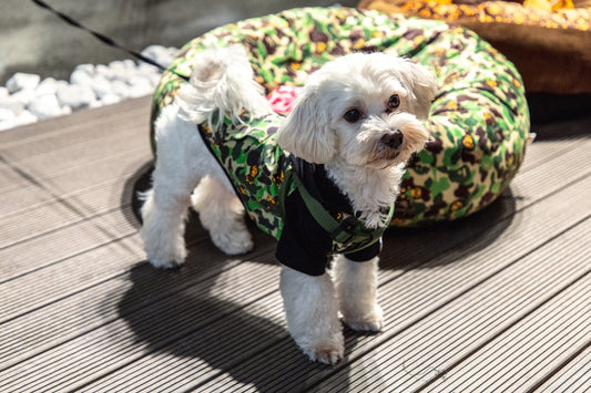 Bape Milo lança pop-up para apresentar linha para pets