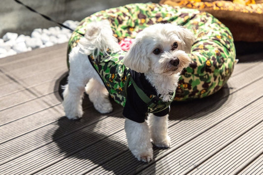 Bape Milo lança pop-up para apresentar linha para pets - THE GAME