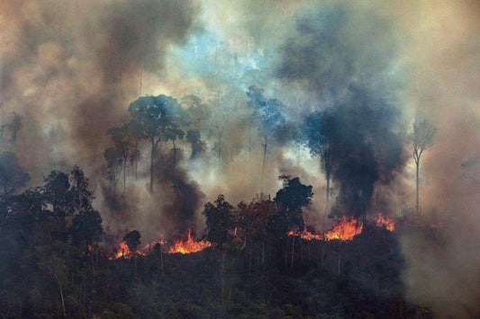 Indústria de calçados pode também contribuir para incêndios florestais na Amazônia - THE GAME