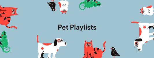 Spotify lança função nova que cria playlists para pets - THE GAME